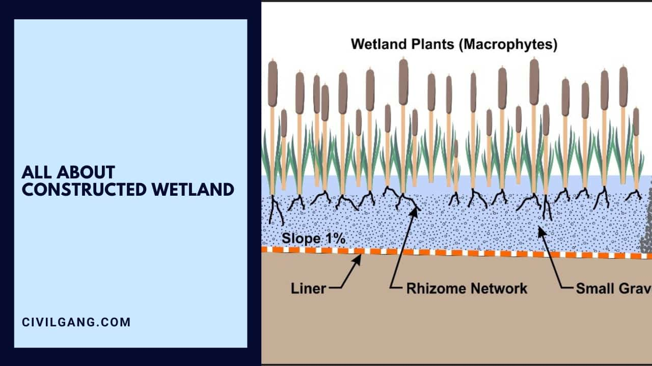 All About Constructed Wetland