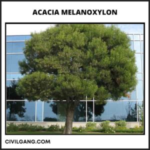 Acacia Melanoxylon