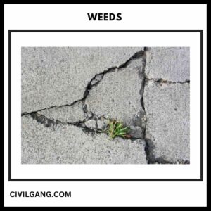 Weeds